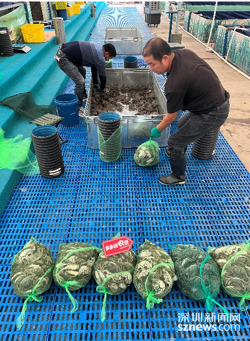 刚刚捕捞的新疆雪蟹,即将通过空运和冷链运输送到消费者手中。小龙 摄