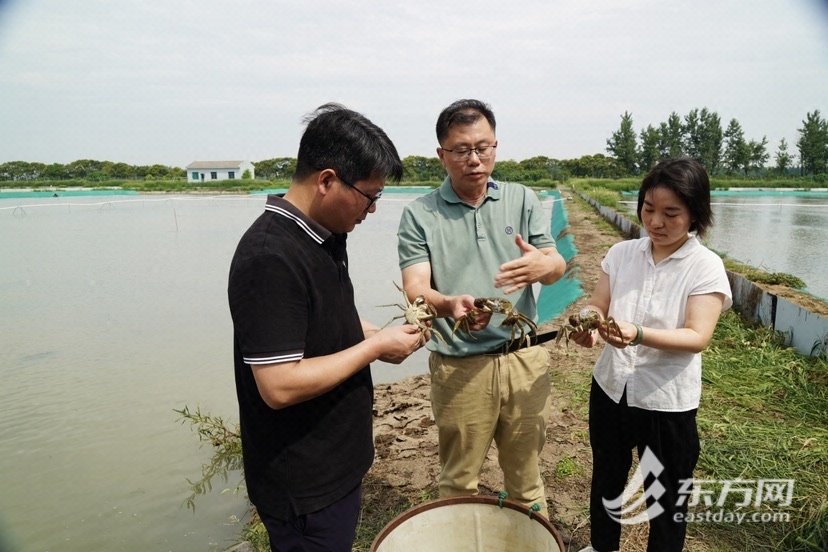 王成辉教授(中)向松江区水产技术人员讲解河蟹”江海21“的养殖技术