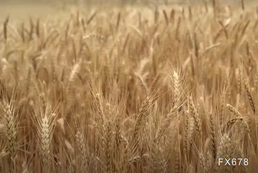 美国农业部报告显示玉米大豆出口检查创新高,CIF/FOB海湾船运价飙升