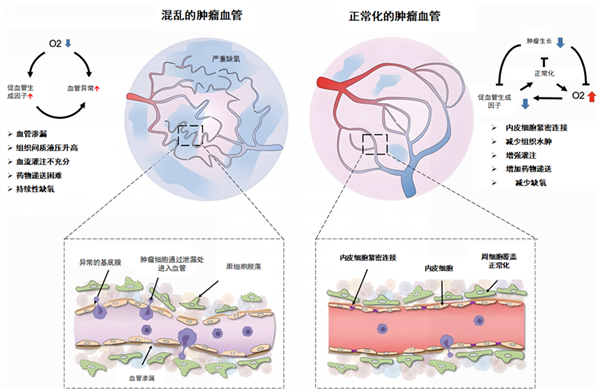 　　肿瘤血管正常化的示意图