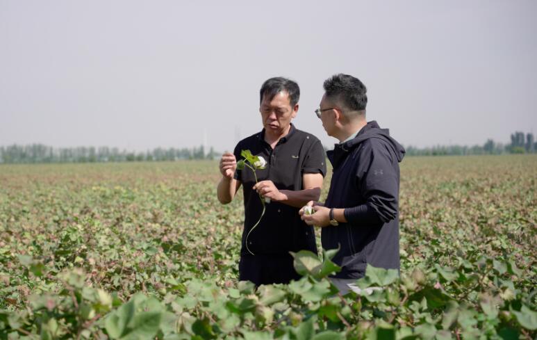 江苏金租客户经理了解种棉大户棉花生长情况。谢尧/摄