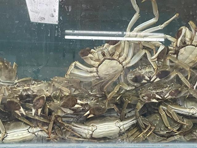 大闸蟹供应充足,价格下降。 新京报记者 王思炀 摄