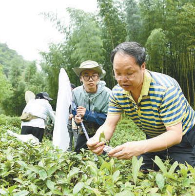 科研人员在武夷山国家公园开展昆虫专项调查。黄 海摄