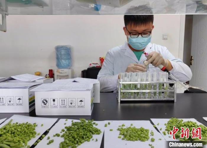 进入九鼎市场的果蔬都要接受农残检测后才能进场交易,做到“应检尽检”。王晓燕 摄