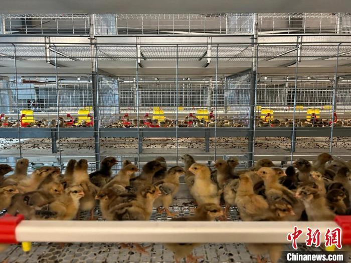 肉鸡养殖场整洁舒适。齐丽格尔 摄