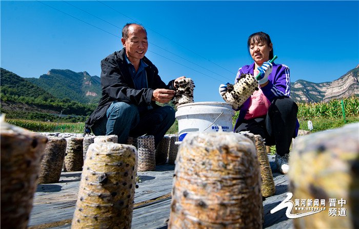 左权：小木耳激活乡村振兴大“前景”