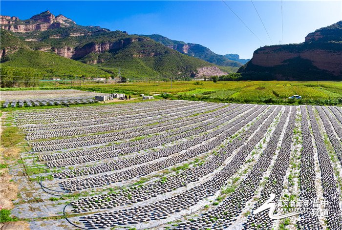 左权：小木耳激活乡村振兴大“前景”