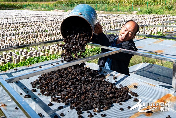 左权：小木耳激活乡村振兴大“前景”