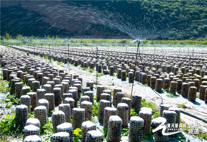 左权：小木耳激活乡村振兴大“前景”