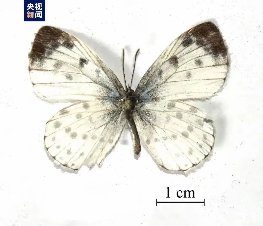 (图源央视新闻)