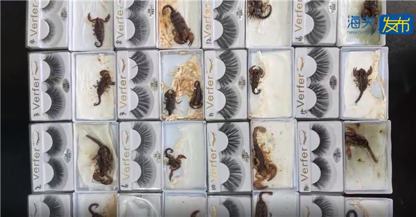 头皮发麻!海关查获“有毒”快件:612只蚂蚁、37只蝎子 全是外来物种