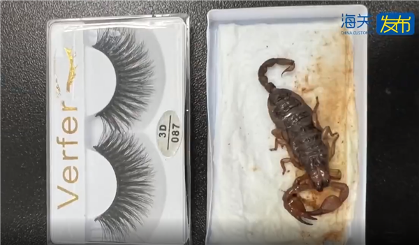头皮发麻!海关查获“有毒”快件:612只蚂蚁、37只蝎子 全是外来物种