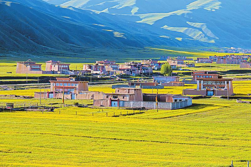 在阿坝县万亩油菜基地,田野与村寨构成一幅美丽画卷。。(图片由阿坝县委宣传部提供)