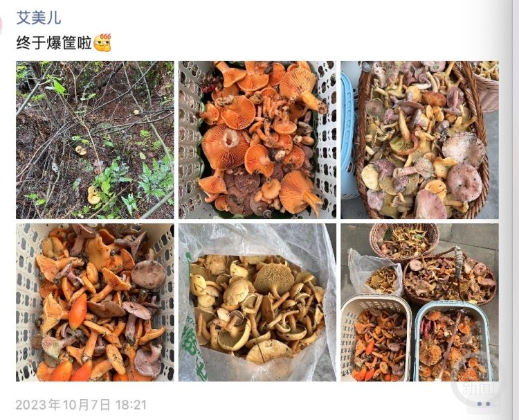 “菌友”“艾美儿” 捡的各种菌子
