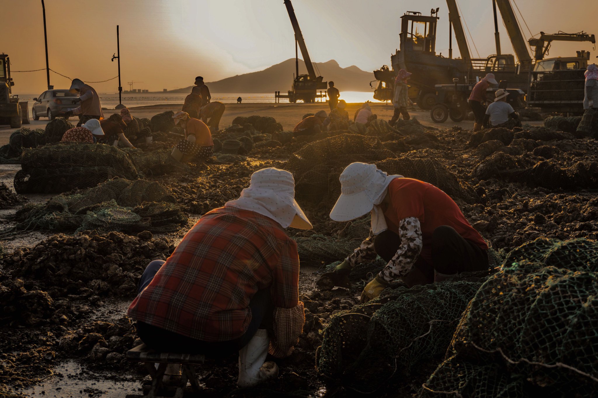核污水排海后的生蚝养殖者:有人提前卖掉把钱攥手里,有人投入百万“孤注一掷”