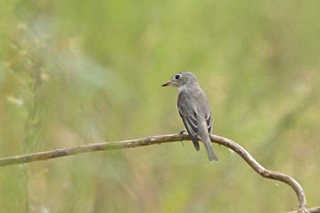 小鸟叫声好听的 2b0c-c2034bf0b93f5c4cc221753f178050bc.jpg