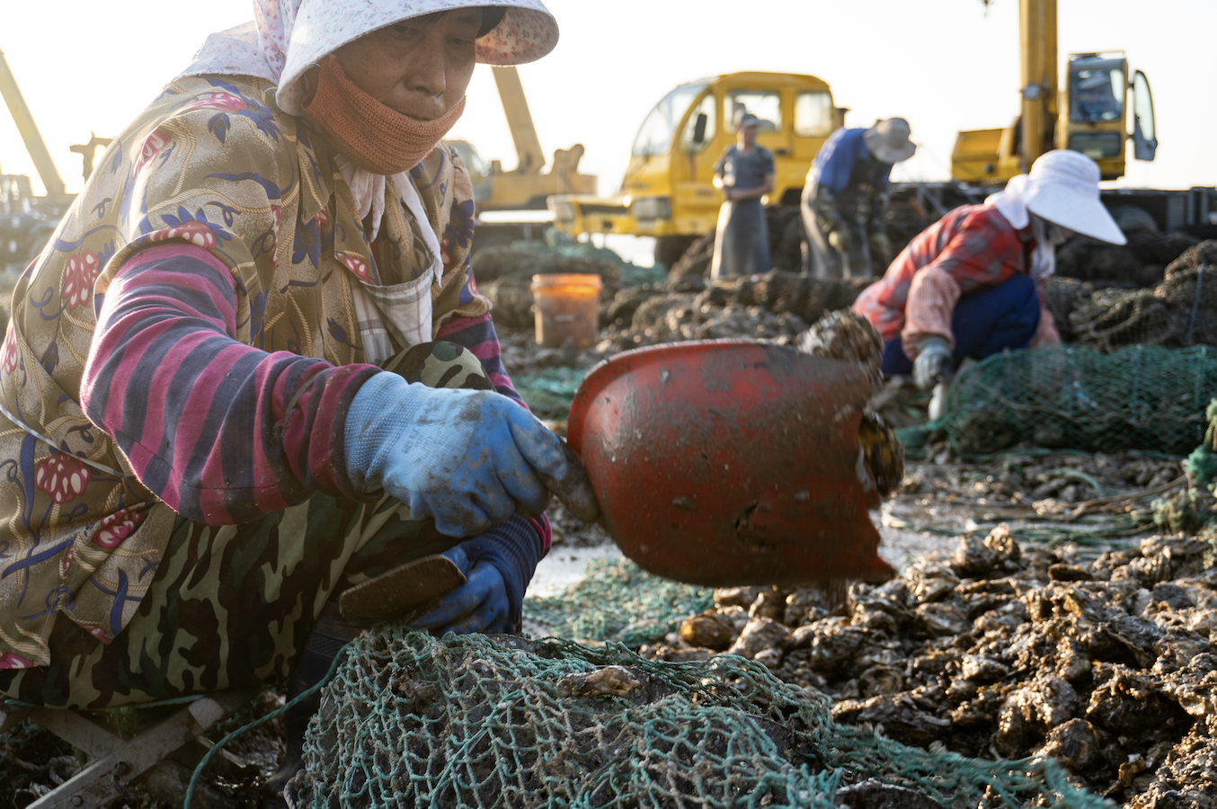 核污水排海后的生蚝养殖者:有人提前卖掉把钱攥手里,有人投入百万“孤注一掷”