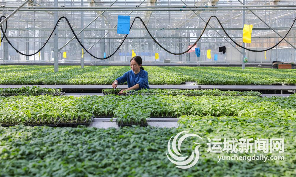 夏县：蔬菜产业提档升级