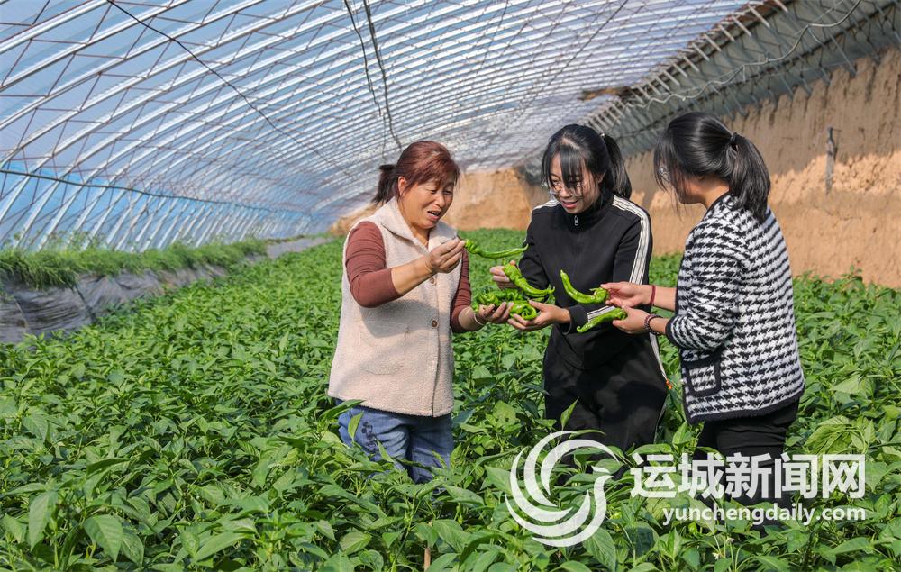 夏县：蔬菜产业提档升级