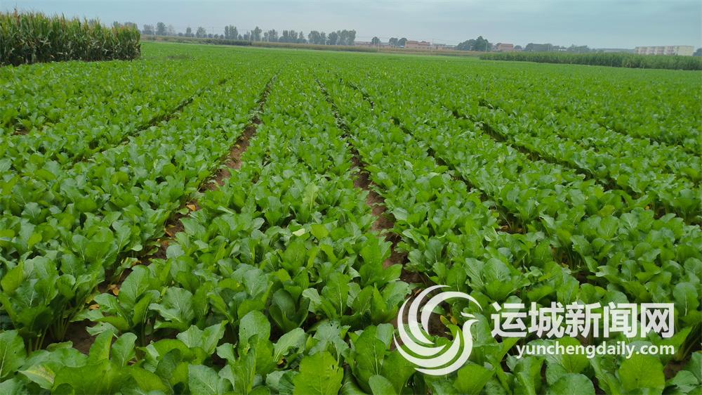 夏县：蔬菜产业提档升级