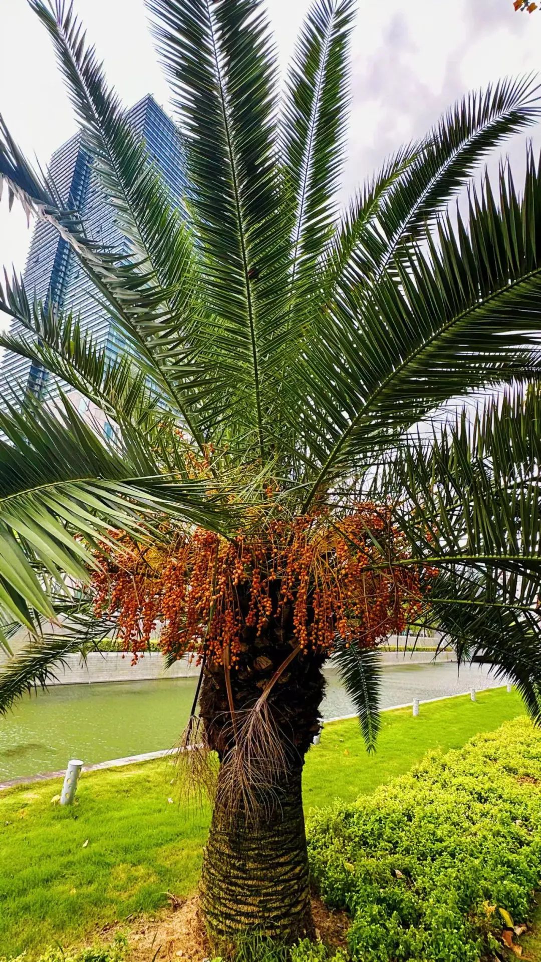 加拿列海枣结果
