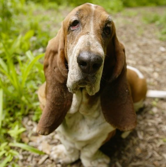 立耳犬种类型解析 c888-2e8ac8a855596178fa127b48a3cba73f.png