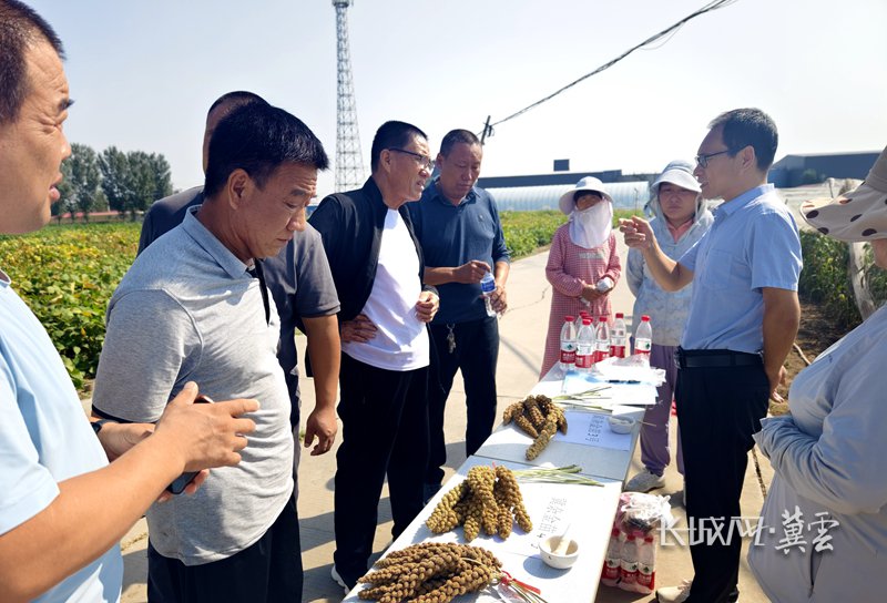 冀谷新品种田间检测暨现场观摩会现场。河北省农林科学院 供图
