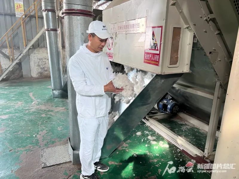 工作人员使用低机械损伤方法加工棉花。田立文摄