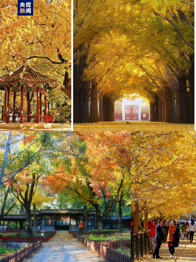 △东城区地坛公园银杏大道