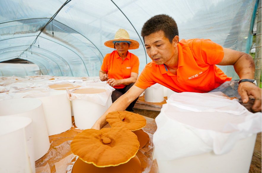 仙芝楼有机灵芝基地按国家标准进行孢子粉的套袋采收工作