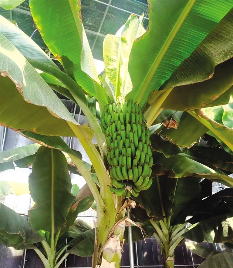 香蕉什么时候开始结 c986-af1cb359bccaf3a7700da38672217679.jpg