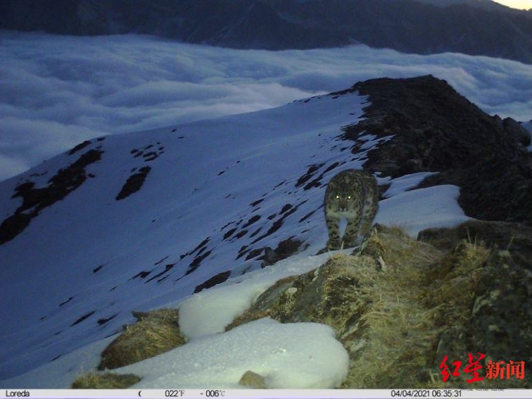 国际雪豹日：连续6年监测后首次评估，四川卧龙野生雪豹种群数量超46只
