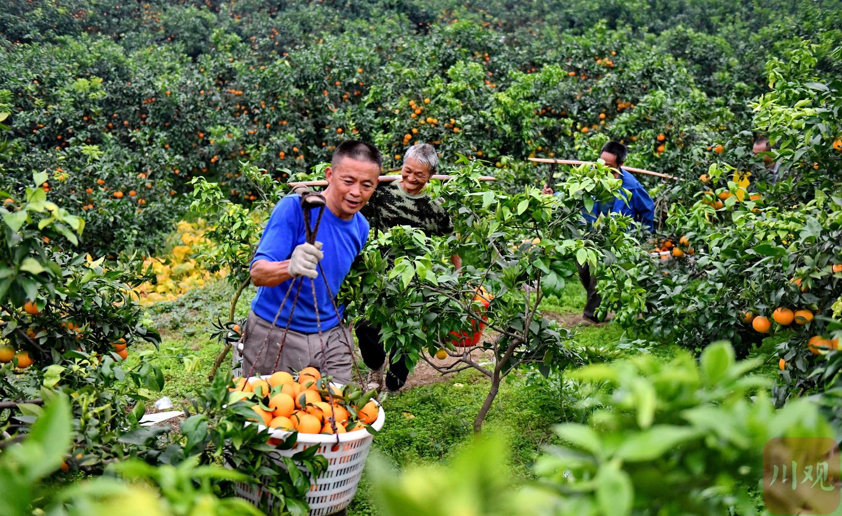 在成都市双流区永安镇梨园村柑橘种植基地,工作人员正忙着转运刚采摘的柑橘。