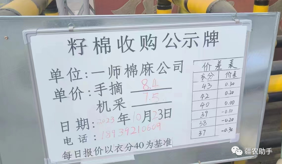 新疆棉花籽棉最新价格棉花价格：新疆籽棉价格汇总,第3张