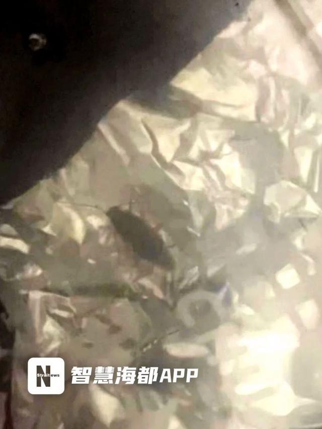 陈先生说,他还未打开餐盒,就看到盒里有一只蟑螂在动(视频截图)
