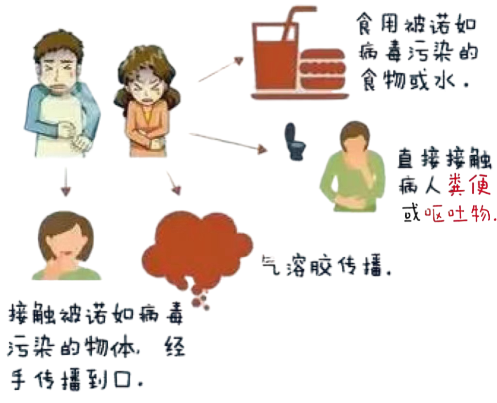 诺如病毒的症状和治疗方法几天好 5b34-a9489a472b95390746fb3a5db16ddfda.png