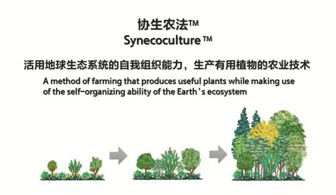 索尼协生农法示意图。