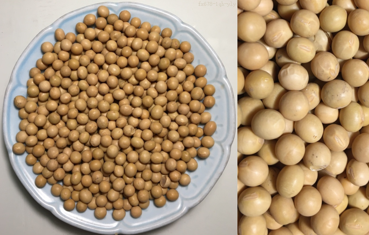 CBOT大豆可能测试129475美分/蒲式耳支撑位