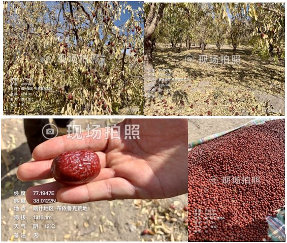 【调研】红枣即将下树收货，新疆情况如何？
