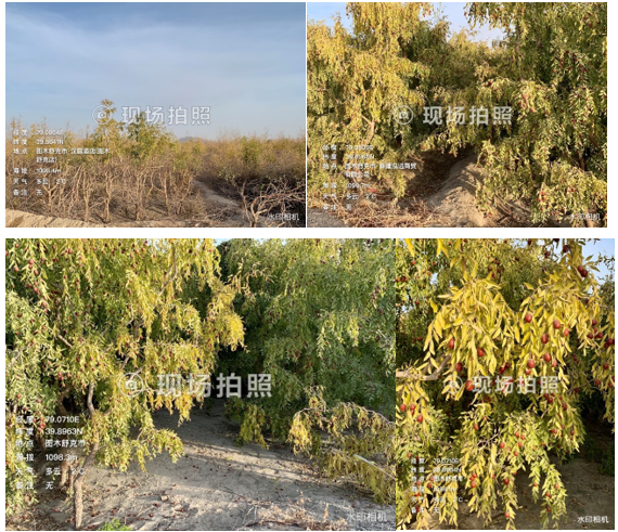 【调研】红枣即将下树收货，新疆情况如何？
