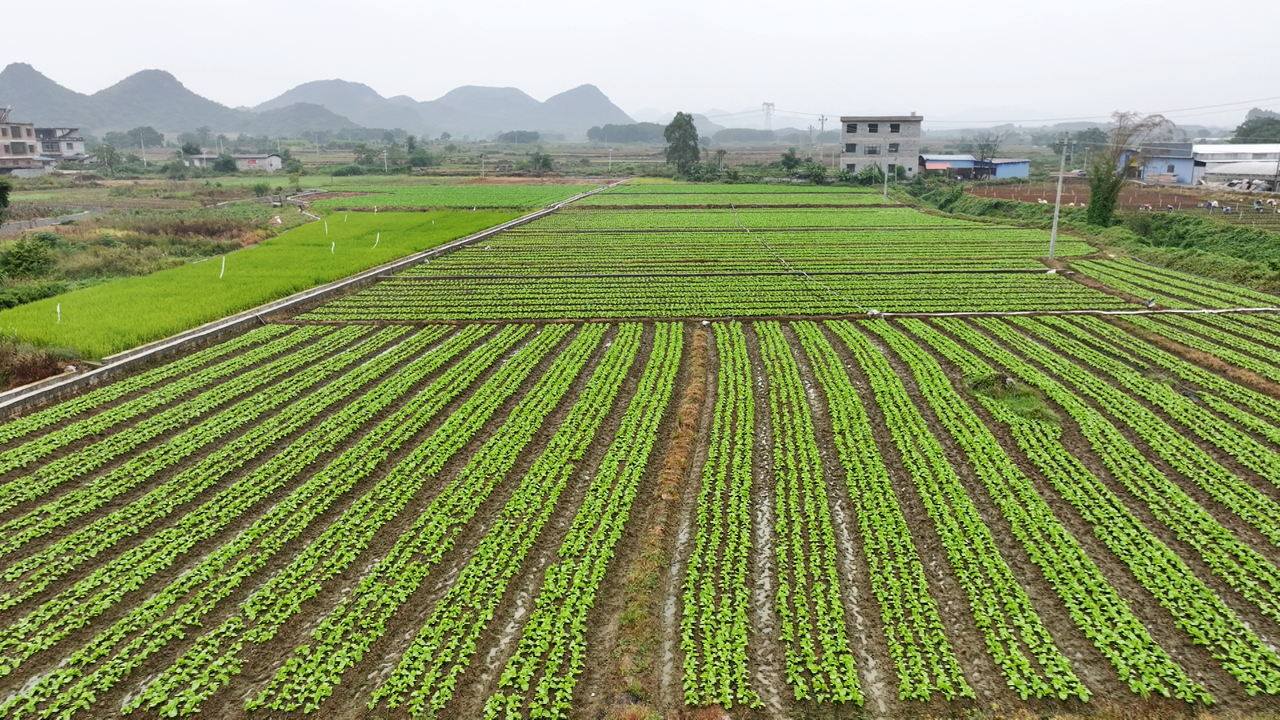 图为毛家村甜菜心种植基地