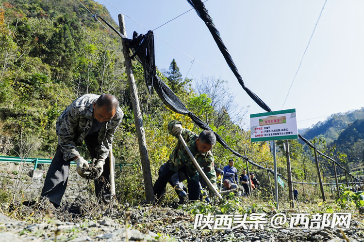 岚皋县蒋家关村魔芋良种选育繁育基地,农户正在分拣种子。