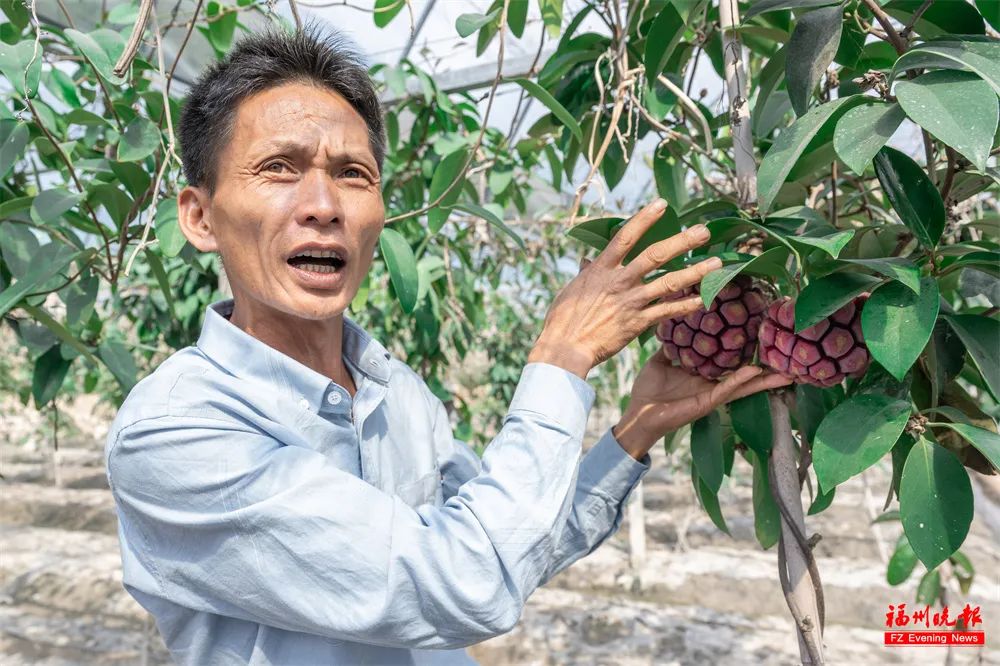 李昌祥在介绍布福娜(黑老虎)的功效。