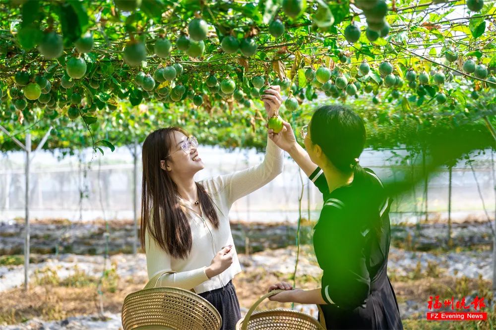游客在蕉溪村里采摘百香果。