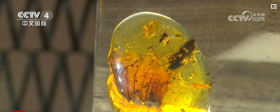 探馆进博之“最” 推动最不发达国家出口增长 共创发展价值