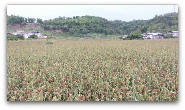 (图为:泸州云锦镇高粱地)