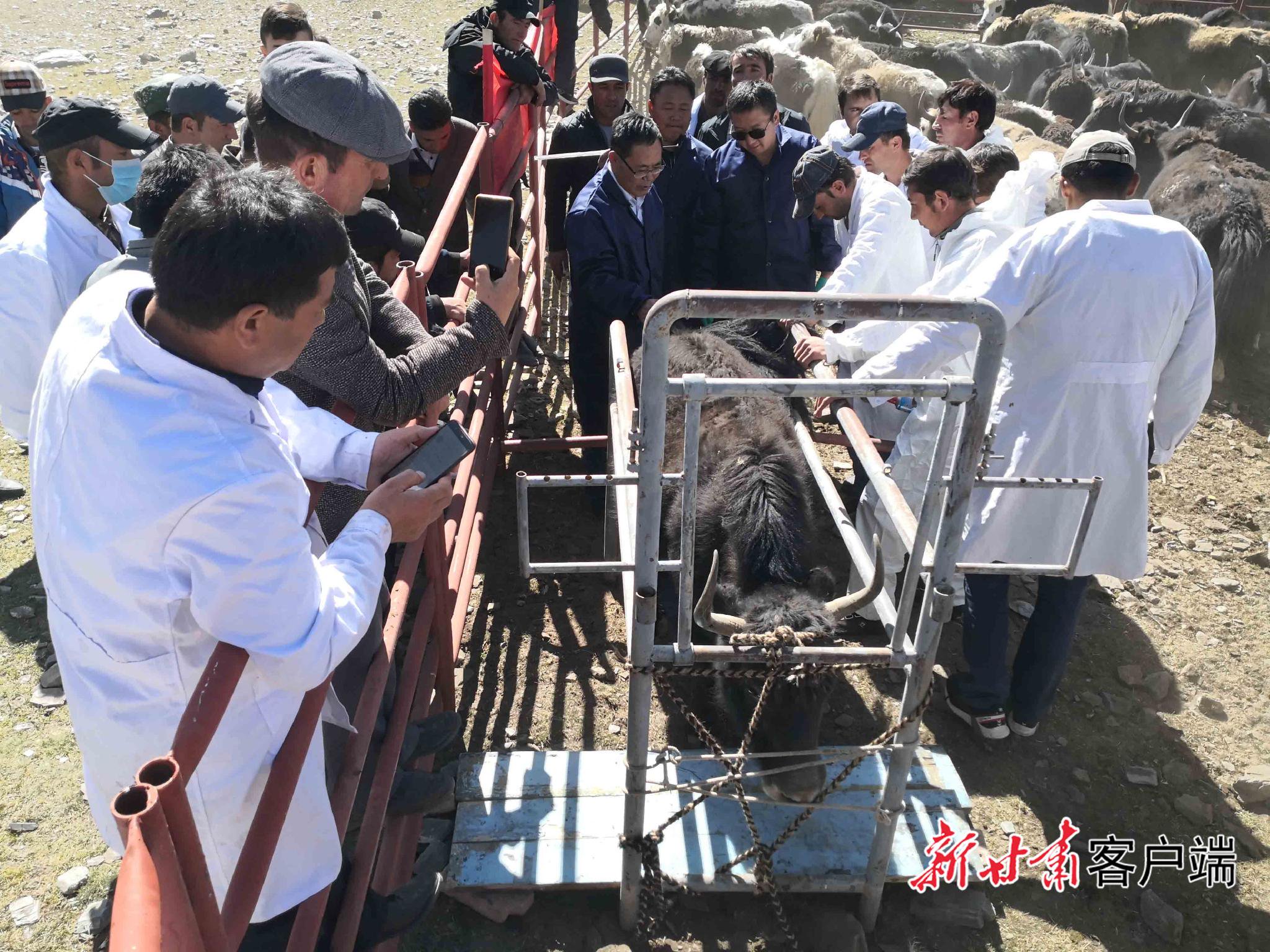 科研团队为帮扶县拉运牦牛良种。图片均由中国农科院兰州牧药所提供