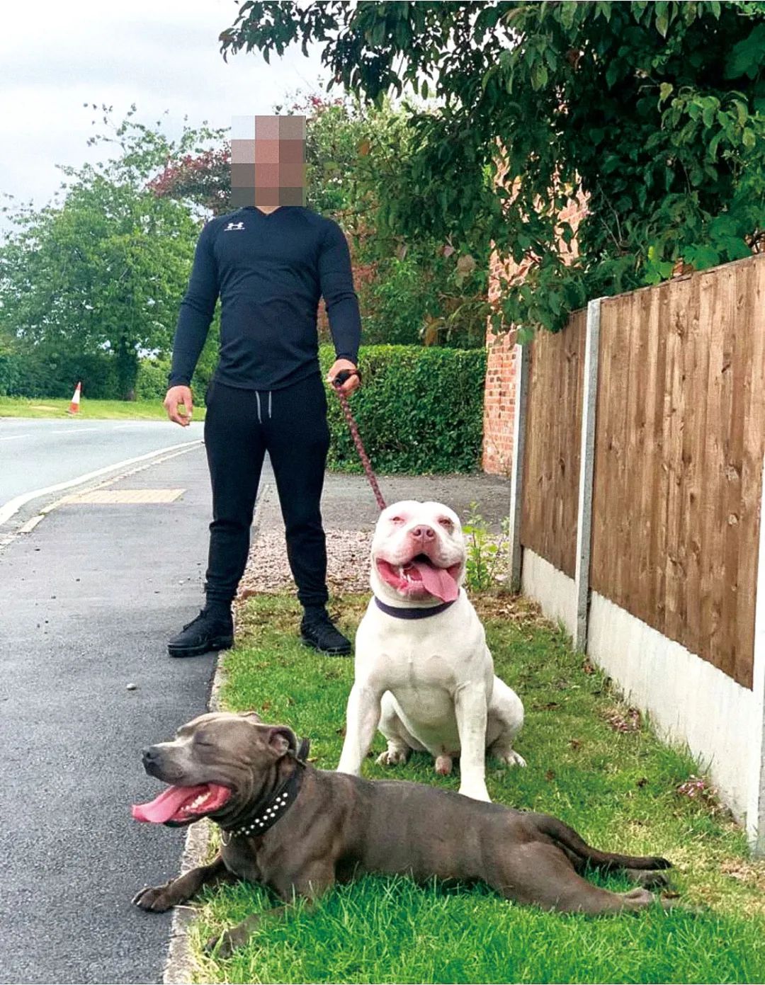 可以咬死人的狗 c54e-e1d064a4afc225155e7d516a191eb487.jpg