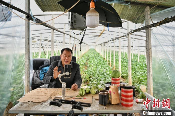 11月18日,在天津市西青区辛口镇种植沙窝萝卜的大棚内,农民郭芝振通过手机直播推介沙窝萝卜。 中新社记者 佟郁 摄