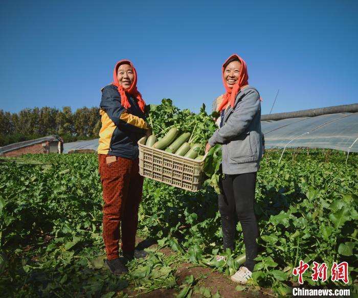 沙窝萝卜是天津地标农产品,因原产于天津西青区辛口镇小沙窝等周边村庄而得名,已有600多年种植历史。 中新社记者 佟郁 摄